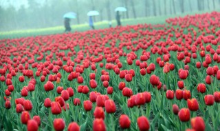 蒙蒙的春雨像什么 如何用春雨造比喻句
