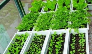 阳台如何种菜 其实很简单