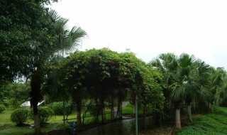 屋后栽什么树好 屋后不栽槐是什么原因