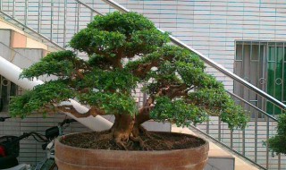 清檀盆景怎样做的 试试这样做吧