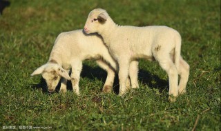 属羊哪天出生最好 哪个时辰出生好