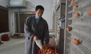 养鸡场需要办理什么证 流程有哪些