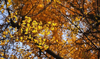 冷雨黄叶飞的古诗 有哪些表达呢