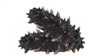 怎样吃海参最好 怎么做