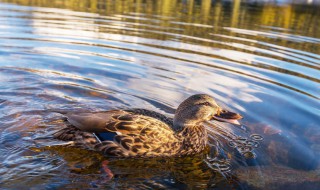 鸭子英语单词怎么读 鸭子英语单词是什么