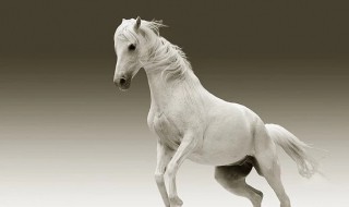 1990属马几日出生最好 这几个月份最好