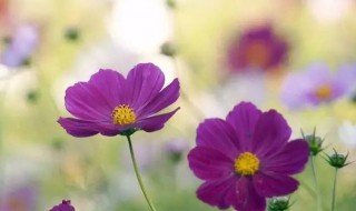 适合朗诵的经典散文 适合朗诵的经典散文3篇