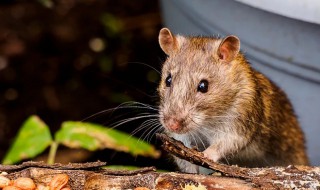 属鼠男孩几月出生最好 这里有答案