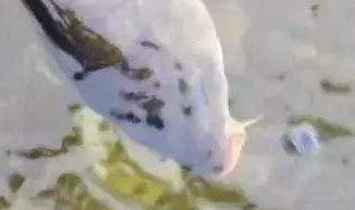 钓青鱼技巧 怎么钓青鱼