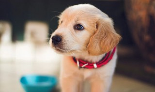 最聪明的四大生肖 这里有答案