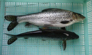 野生鱼和养殖鱼的区别 2点分辨野生鱼和养殖鱼