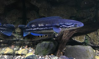 射鱼怎么找鱼 解决这个问题找鱼没问题