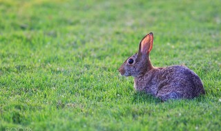75年属兔的女人花心吗 这里分析的非常好