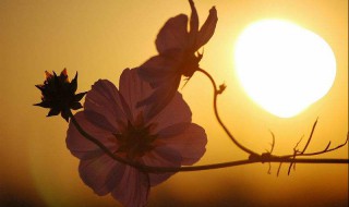 浪漫夕阳歌词 醉美的浪漫夕阳