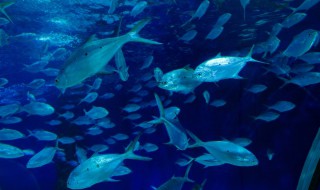 女人梦见水里好多大鱼 说明什么意思呢