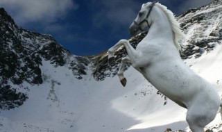 梦见白马是什么征兆 周公解梦带你了解真相