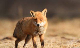 狐狸的谚语和歇后语 这些民间俗语让你更了解狐狸