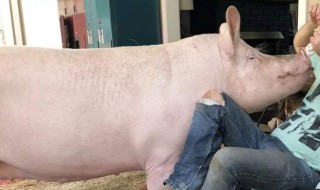 梦见杀大肥猪 梦境代表着什么意思呢