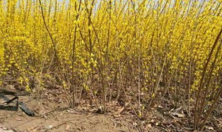 连翘种植前景如何 可制造肥皂化妆品