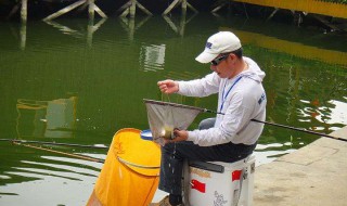 味精钓鱼配方 非常实用