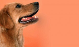 狗dna跟人的一样吗 相似度多少