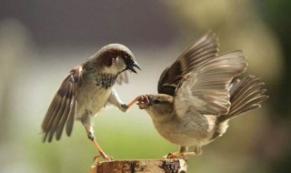 麻雀寿命多长时间 他们的习性你知道多少