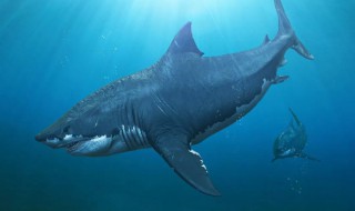 世界上最大的鲨鱼 世界上最大的鲨鱼巨齿鲨