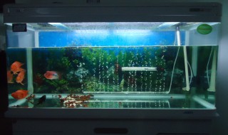 养鱼水浑浊怎么办 教你轻松让鱼缸干净透亮