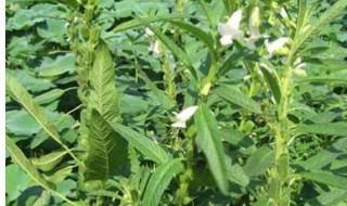 芝麻种植时间 芝麻种植时间及种植注意事项