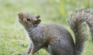 松鼠养殖最好方法 松鼠怎么养