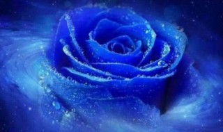 蓝色玫瑰代表什么意思 蓝色玫瑰花语是什么
