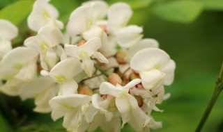 槐花茶制作方法 槐花差怎么做