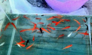 室内养红鱼方法 观赏小红鱼要怎么养？