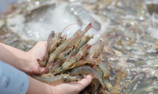 鲜海虾保存方法 鲜海虾保存方法是什么