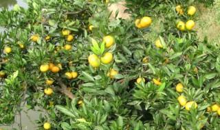 桔树的栽培方法 桔子树种植方法