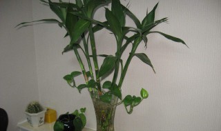 客厅养什么植物风水好 有什么植物适合放在客厅？