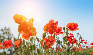 祝福生活美好的句子 有关祝福生活美好的句子