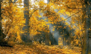 自信的句子阳光 关于自信阳光的句子