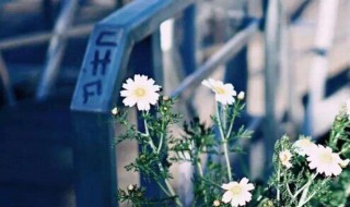 阳光文案短句 阳光文案短句分享