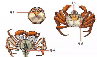 螃蟹里面什么不能吃 螃蟹哪些部位不能吃