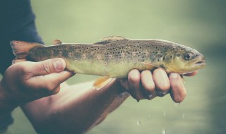 怎么判断池塘里有没有黑鱼 关于黑鱼的介绍