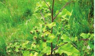 牛蒡上面长得什么样子 牛蒡上面长得什么样子呢