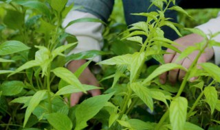 香草又叫什么名字 关于香草的别名