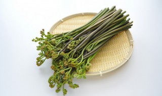 蕨菜长什么样子像什么 蕨菜的介绍