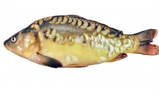 三道鳞是什么鱼有毒吗 三道鳞有没有毒