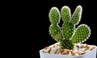 比喻一个女人是仙人掌 为啥比喻一个女人是仙人掌