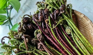 和蕨菜很像的是什么菜 蕨菜介绍