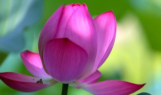 荷叶是什么的什么一年级 荷叶是什么是一年级的什么