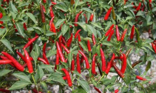 朝天椒和小米椒一样吗 朝天椒是不是小米椒