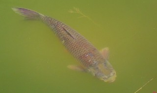 怎样清理池塘鱼的排泄物 池塘鱼的排泄物怎样清理